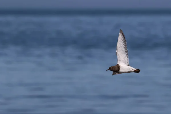 Wild Black Turnstone (Arenaria melanocephala) en vuelo en la costa. Imagen tomada en la isla de Vancouver, Canadá . — Foto de Stock