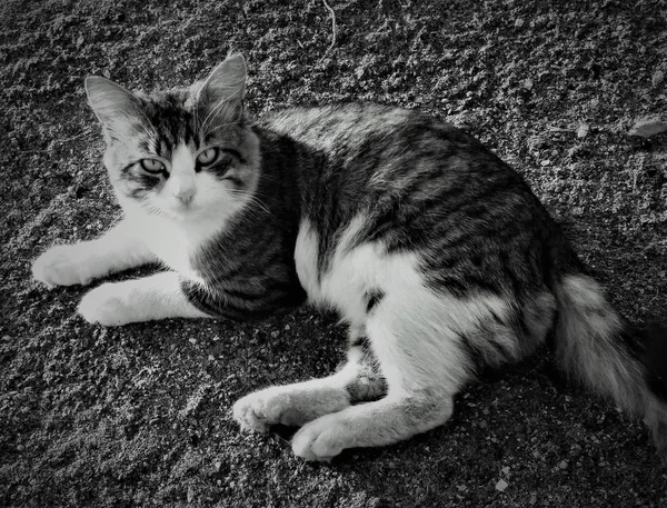 Чорно Біла Шикарна Кішка Максим — стокове фото