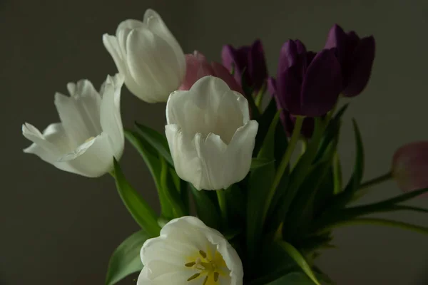 Strauss Aus Weißen Und Lila Tulpen Auf Gleichmäßigem Hintergrund — Stockfoto