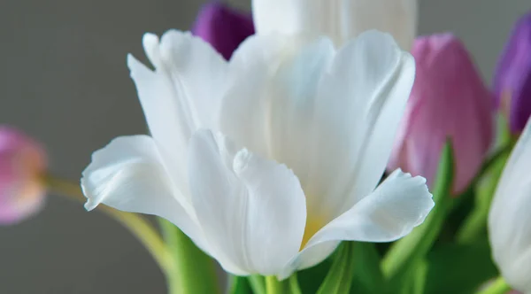 Weiße Tulpe Großaufnahme Strauss Aus Weißen Rosa Und Lila Tulpen — Stockfoto