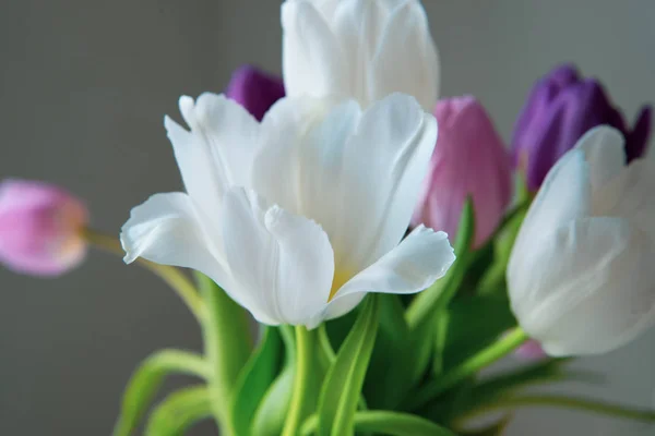 Strauss Aus Weißen Rosa Und Lila Tulpen Auf Einheitlichem Hintergrund — Stockfoto