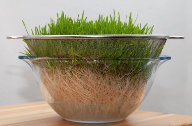 Hayvan Sağlığı için Buğday Filizleri