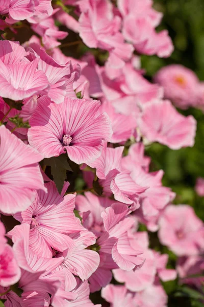 Květiny Lavatera Zahradě — Stock fotografie