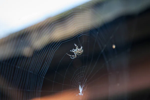 European Garden Spider Araneus Diadematus Web — Stock Photo, Image