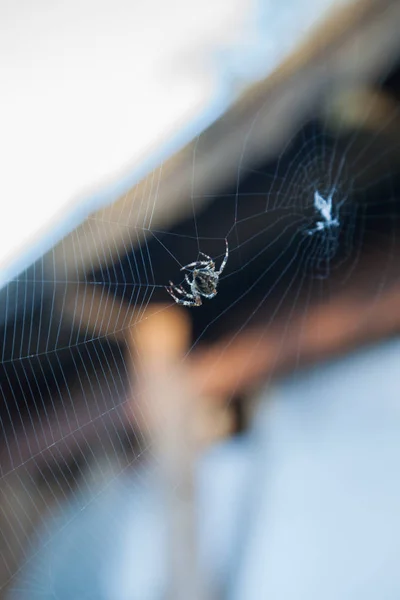 Araña Jardín Europea Araneus Diadematus Web —  Fotos de Stock