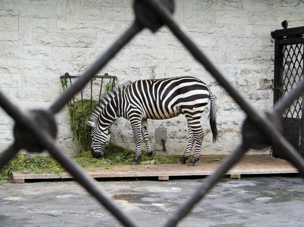 Zebra Hinter Gittern Zoo — Stockfoto