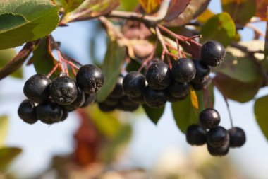 Meyve bahçesinde Siyah Boğaz (Aronia melanocarpa)