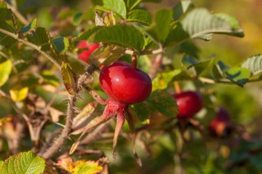 Rosa Rugosa yaygın isimleri rugosa gülü, sahil gülü, Japon gülü, Ramanas gülü veya letchberry 'dir.