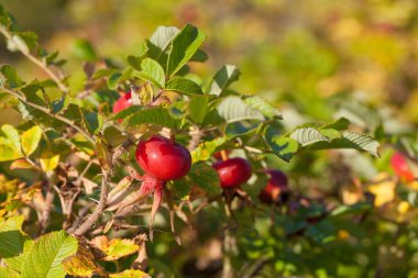 Rosa Rugosa yaygın isimleri rugosa gülü, sahil gülü, Japon gülü, Ramanas gülü veya letchberry 'dir.