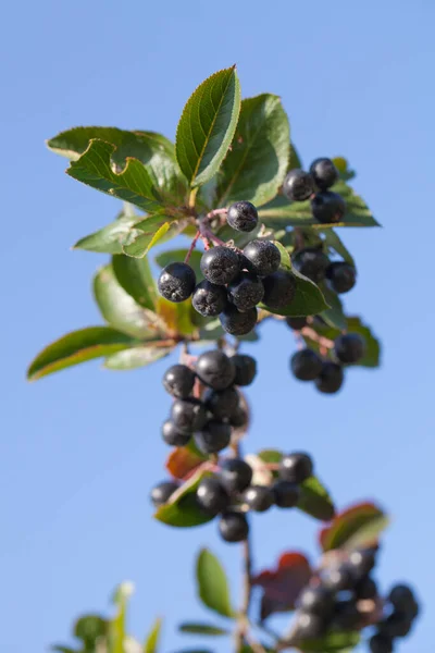 Svart Chokeberry Aronia Melanocarpa Fruktträdgård — Stockfoto