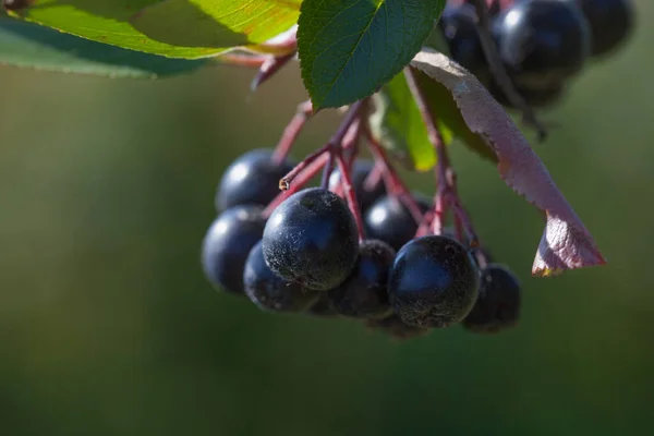 Svart Chokeberry Aronia Melanocarpa Fruktträdgård — Stockfoto