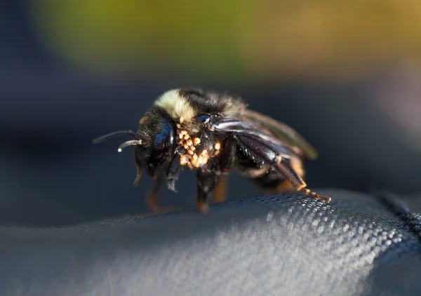 Bumblebee Mite Parfbletus Fucorum Мехе — стоковое фото