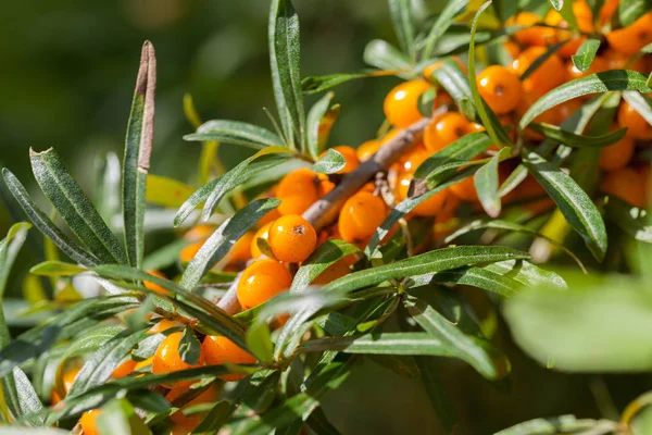 Hippophae Rhamnoides Podmořské Větvičkami Bobule — Stock fotografie