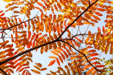 Şükran Günü tatili için sonbahar arka planı, gökyüzünde çok renkli yeşillikler, düz uzanma