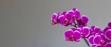 Gri arkaplanda mor orkide, kopyalama alanı, panoramik başlık resmi