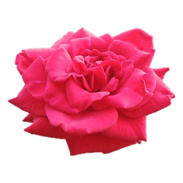 Прекрасный Цветущий Красный Цветок — стоковое фото