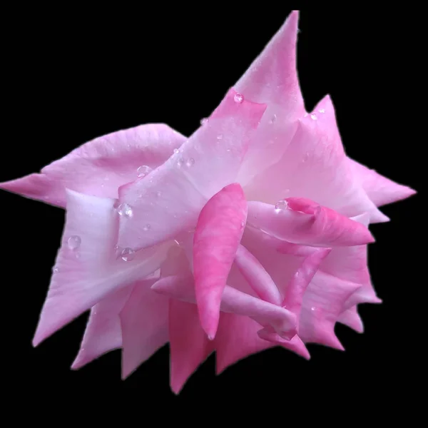 Różowy Kwiat Róży Migoczące Krople Wody — Zdjęcie stockowe