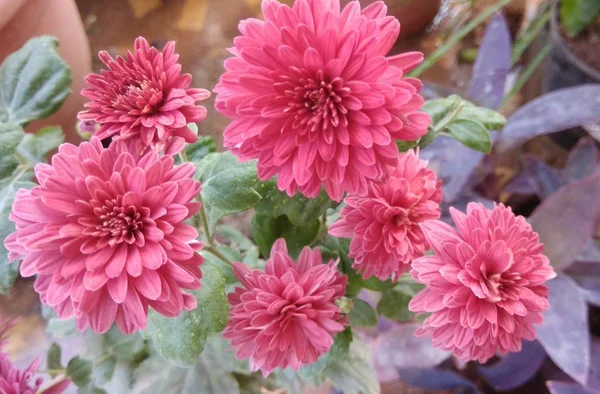 Bunch Chrysanthemum Red Coloured Flowers — 스톡 사진