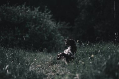 Ormanın içinde İspanyol