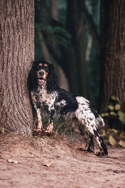 Spaniel in de buurt van de boom — Stockfoto