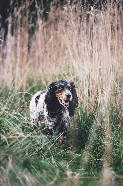 Niedlicher Spaniel im großen Gras — Stockfoto