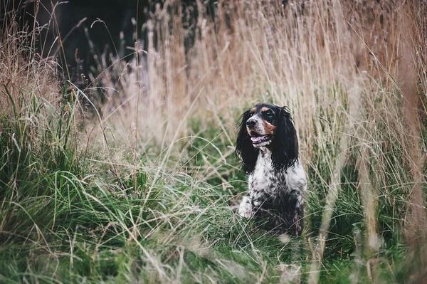 坐在大草地的猎犬 — 图库照片