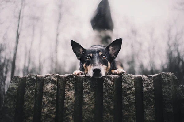 Tricolor Mongrel Skogen — Stockfoto