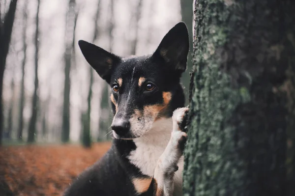 Tricolor Mongrel Skogen — Stockfoto