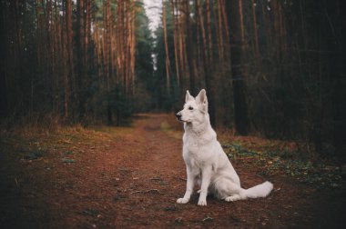 ormanda beyaz swiss çoban