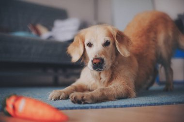 Onun oyuncakla oynamak golden retriever yavru