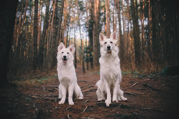 two white swiss shepherd in the forest