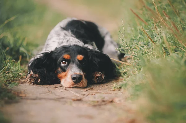 Ryska Jakt Spaniel Parken — Stockfoto