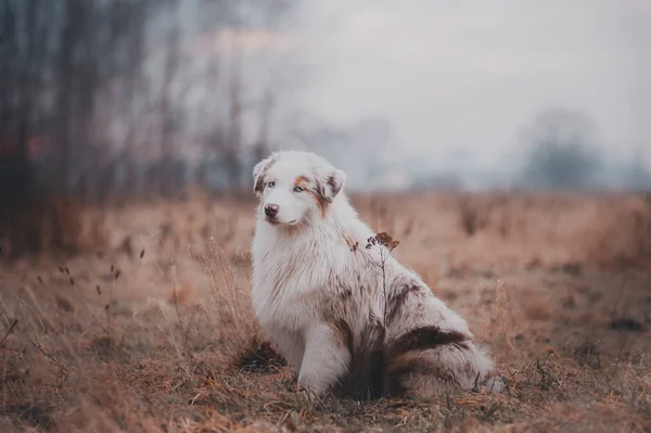 Merle Australien Berger Chiot Jouer Sur Terrain — Photo