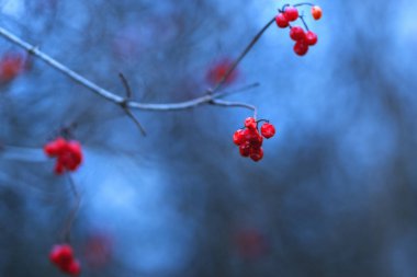 Viburnum böğürtlen resimli küçük alan derinliği
