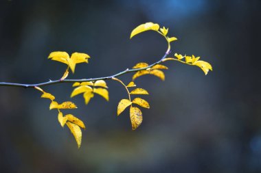 Sarı yapraklı resim gibi bir dal, küçük bir tarla derinliği