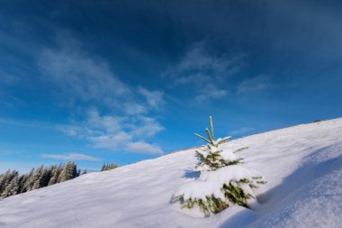 Mavi gökyüzünün arka planında karlı bir ağaç