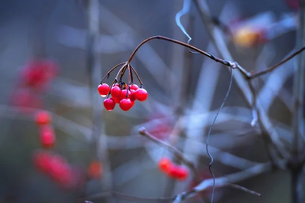 Viburnum Berry Picturesque Kedalaman Kecil Dari Field — Stok Foto