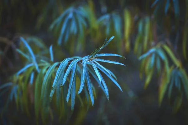 Rígido Pitoresco Folhas Verdes Pequena Profundidade Campo — Fotografia de Stock
