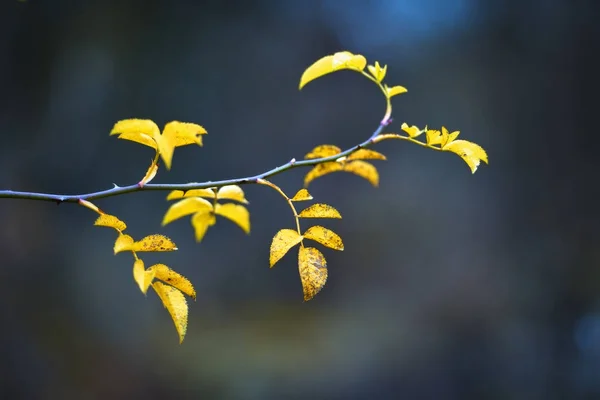 黄色の葉を持つ絵のような小枝 フィールドの小さな深さ — ストック写真