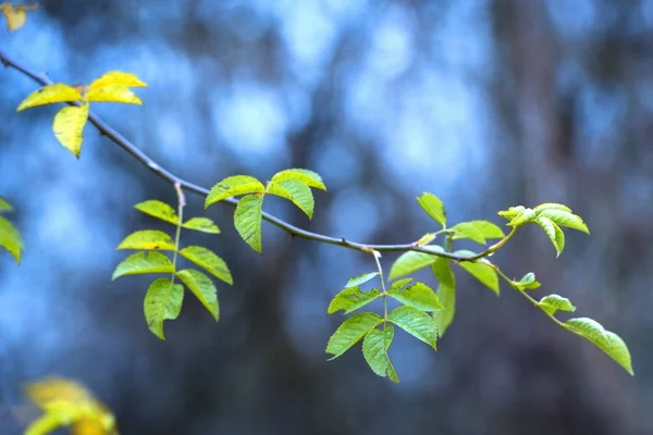 Galho Pitoresco Com Folhas Verdes Amarelas Pequena Profundidade Campo — Fotografia de Stock