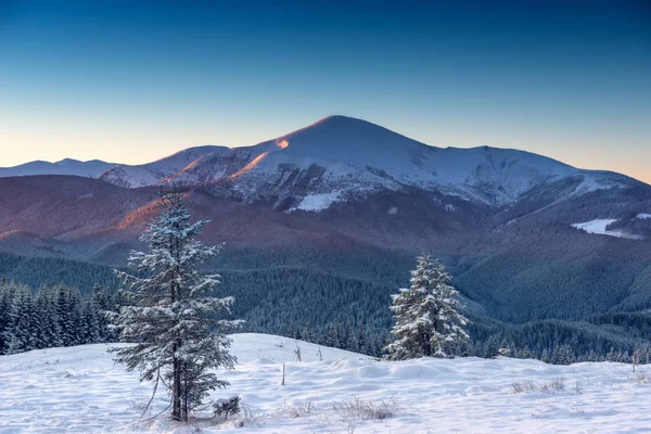 Una Hermosa Vista Los Picos Nevados Los Cárpatos Árboles Cubiertos — Foto de Stock