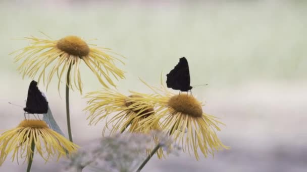 Fjärilar Blommor Och Med Humla — Stockvideo