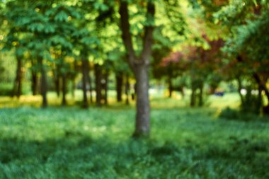 Bulanık yeşil orman manzarası