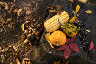 Sonbahar ormanlarında ağaç kütüğünde toplanan taze balkabakları.
