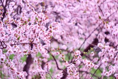 çiçek açan sakura ağacı dalları. 