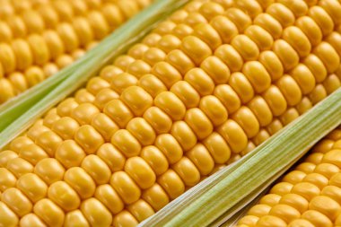 Yığınla çiğ mısır koçanı.