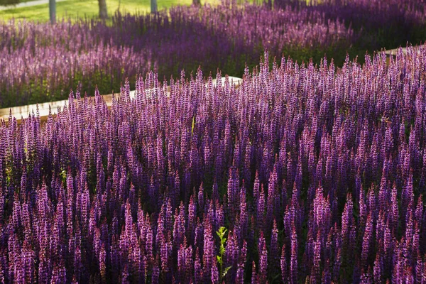 Blooming Lavender Flowers Purple Flowers — Stock Photo, Image