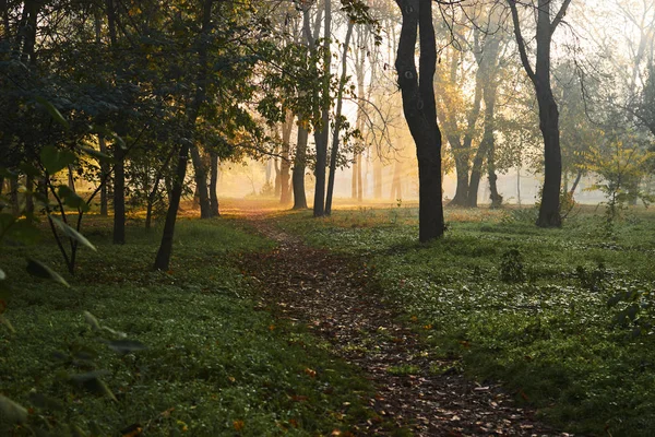 Τοπίο Πράσινο Δάσος Πρωινό Φως — Φωτογραφία Αρχείου
