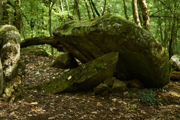 Zelená Lesní Krajina Přírodní Zázemí — Stock fotografie