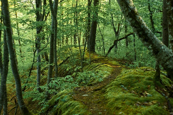 Suelo Musgoso Bosque Verde — Foto de Stock